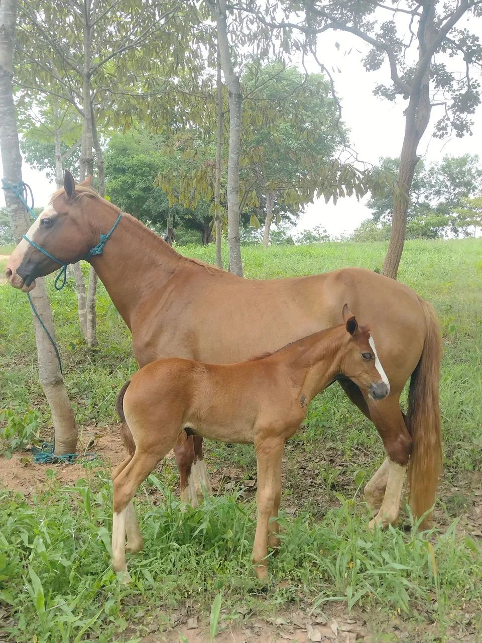 Animal de excelente morfologia  - Foto 4