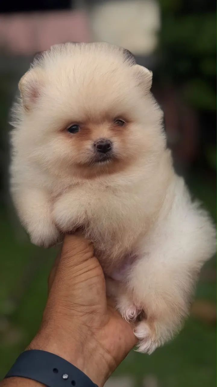 Spitz Alemão Anão 