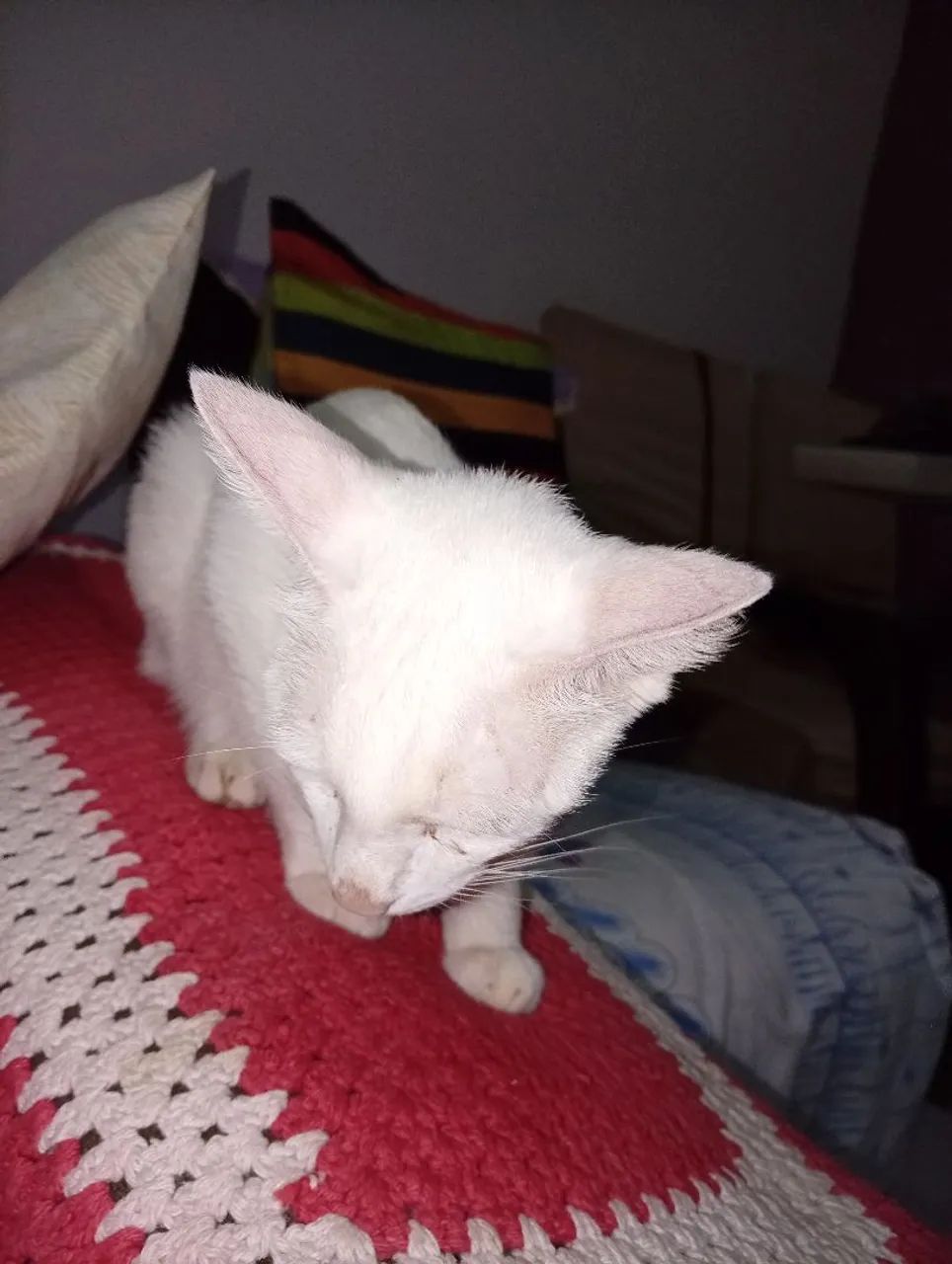 Gata  - Foto 2