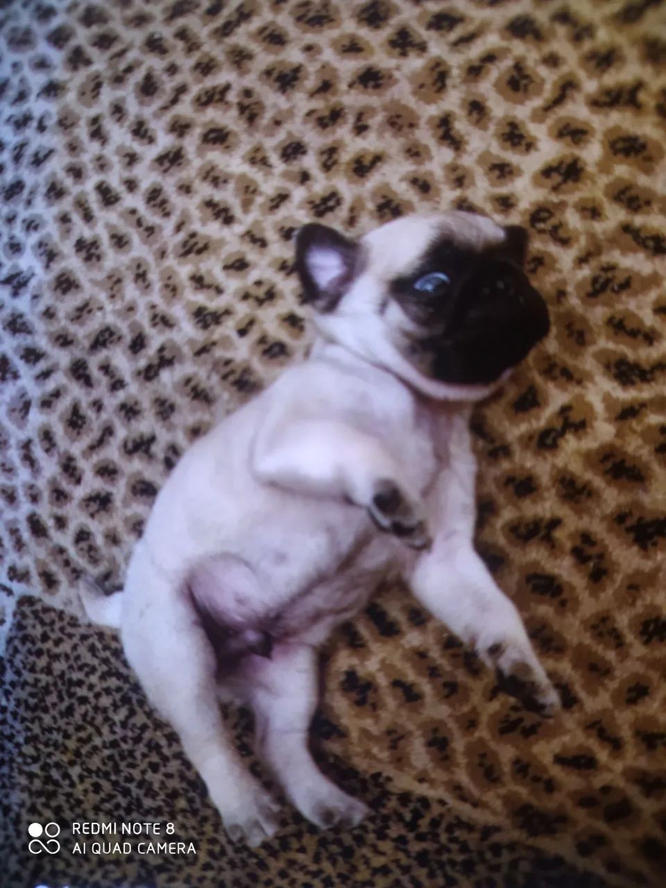 Filhote de Pug  - Foto 2