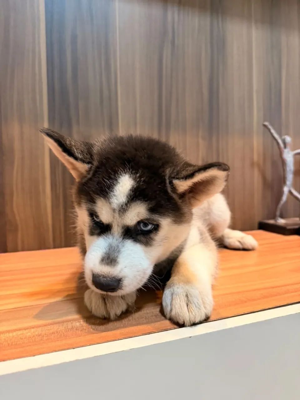 Husky siberiano  - Foto 3