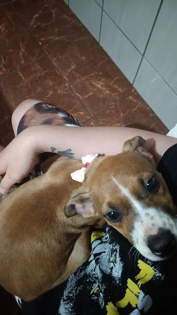 Cachorro  - Foto 2
