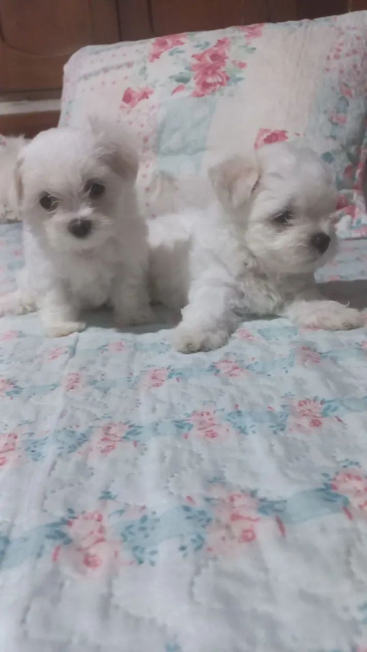 Vendo filhotes de cachorro da raça maltês puro quando adultos pesa so 3 kg eles são muito  - Foto 5