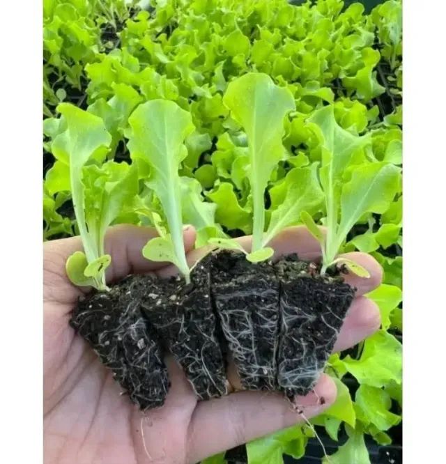 SEMENTES DE ALFACE CRESPA ISLÃ 500G - Foto 2