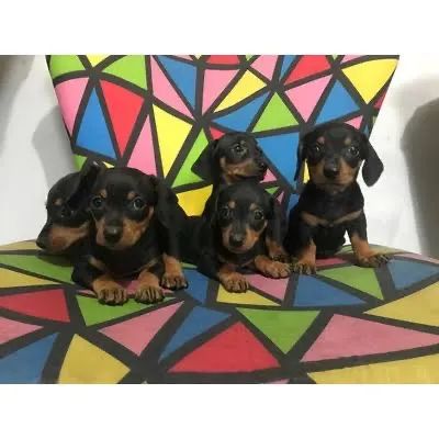 Teckel  profundos miniaturas 