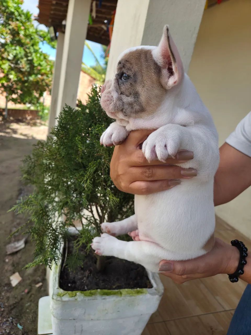 Machinho