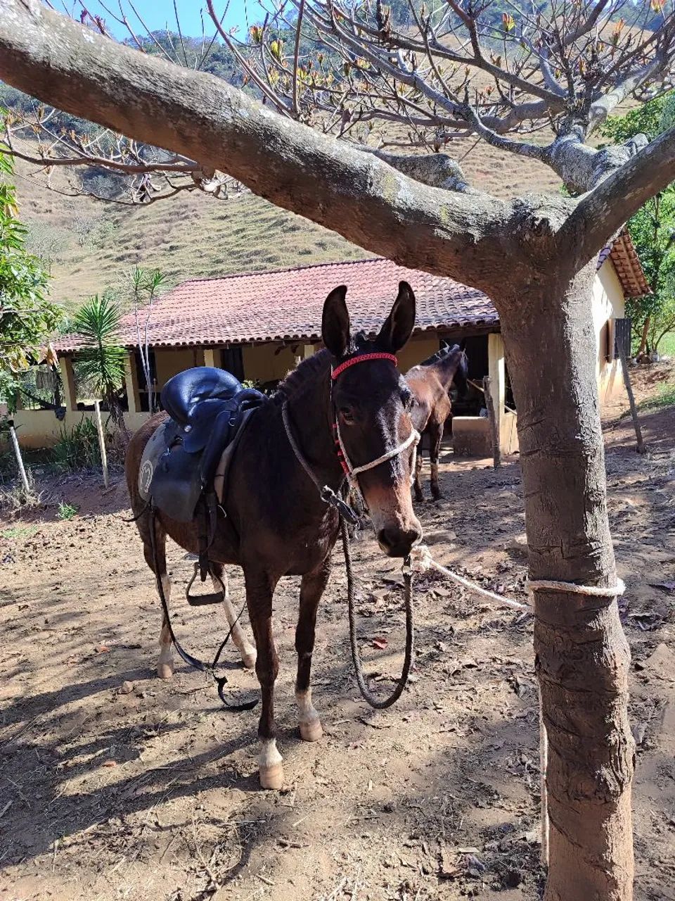 Mula de patrão 