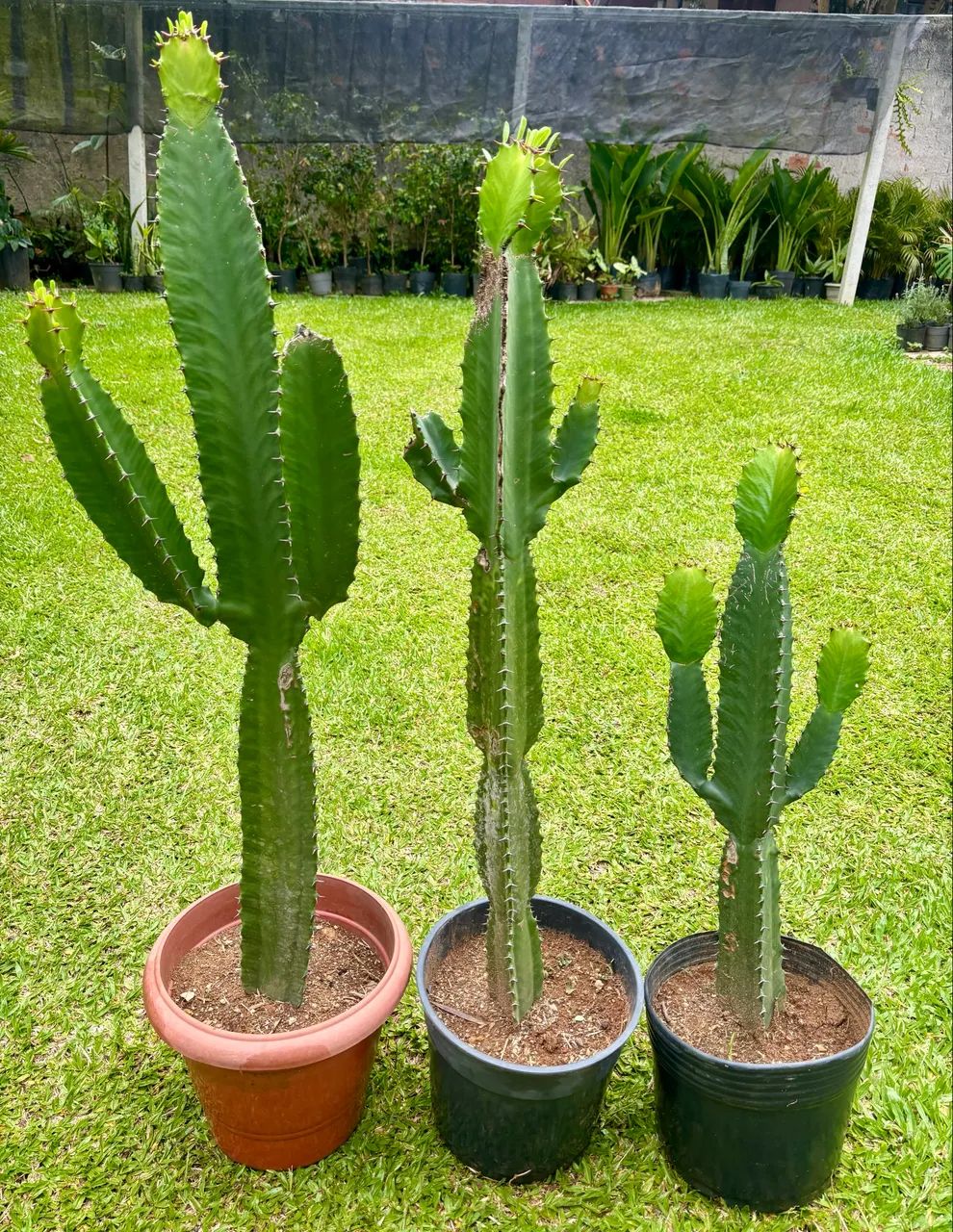 Cactos 