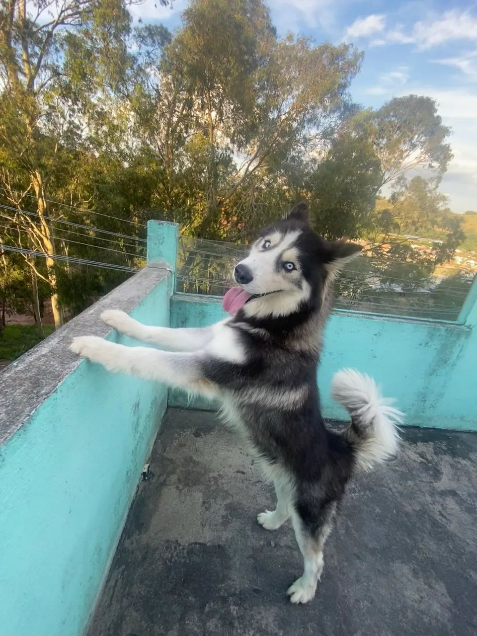 Doa- se husky siberiano  - Foto 4