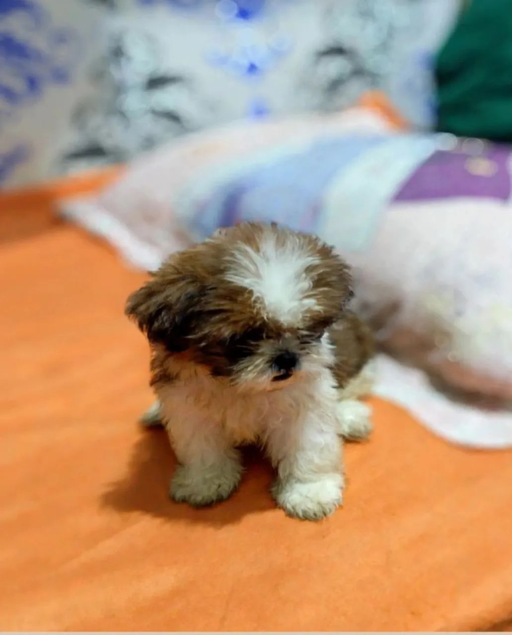 Fêmea Shi Tzu  - Foto 2