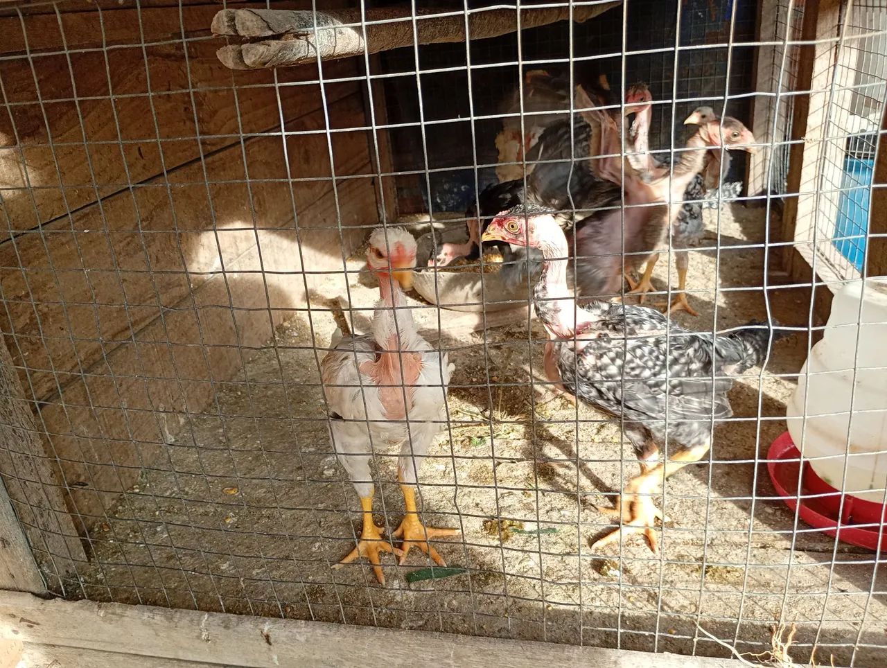 Franguinhos 