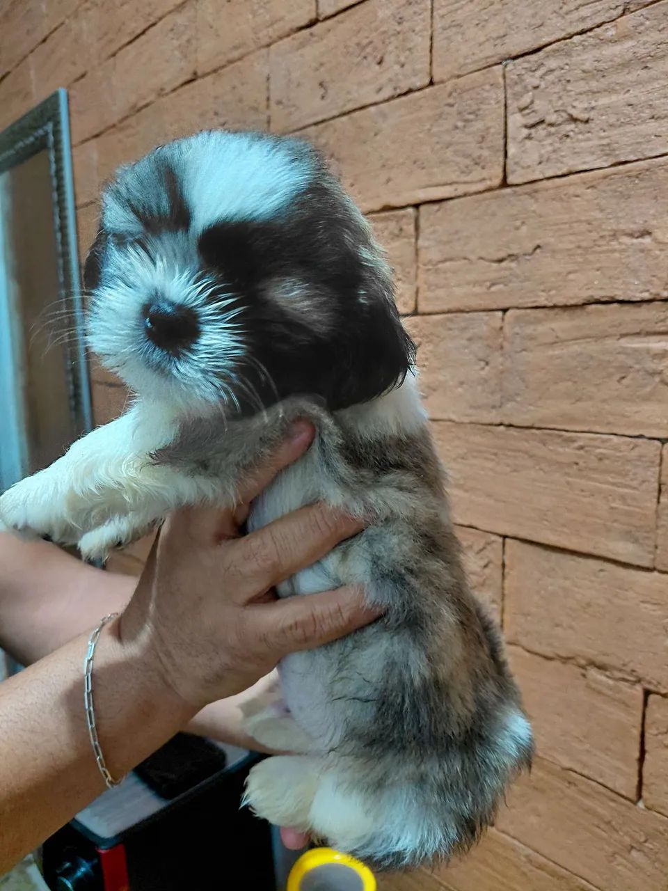 Shitzu macho disponível  - Foto 3