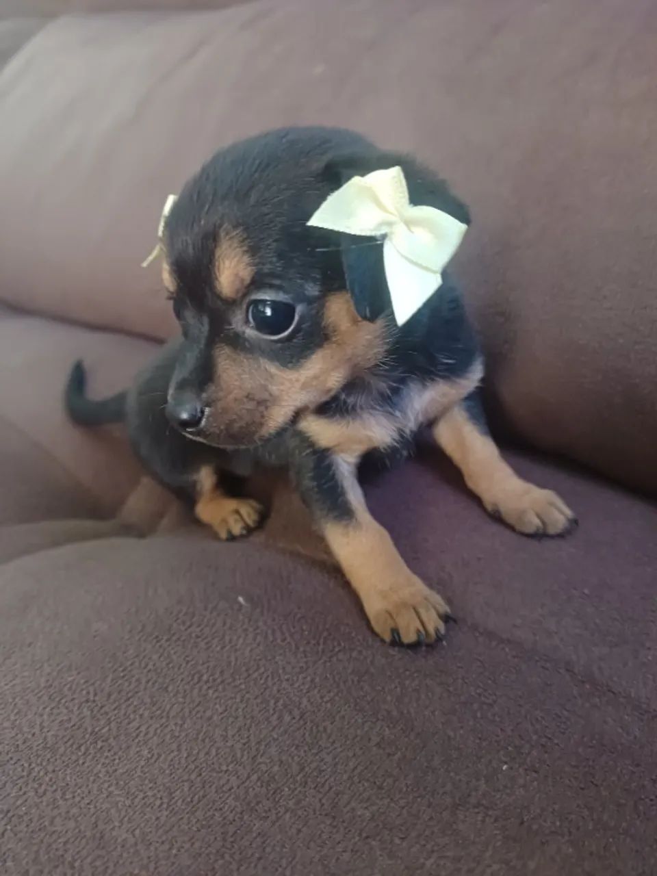 Pinscher filhote - Foto 3