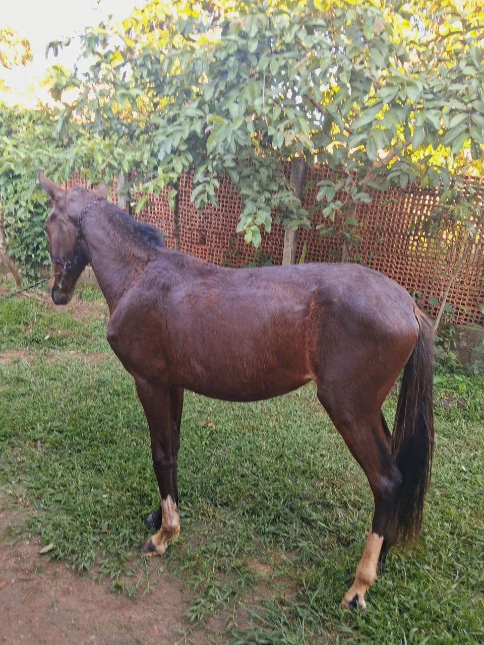 Potra 1 ano e 4 meses MM - Foto 2