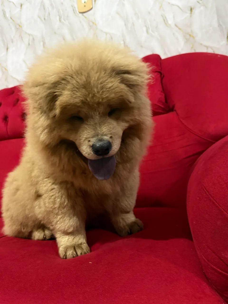 Chow Chow macho - Foto 3