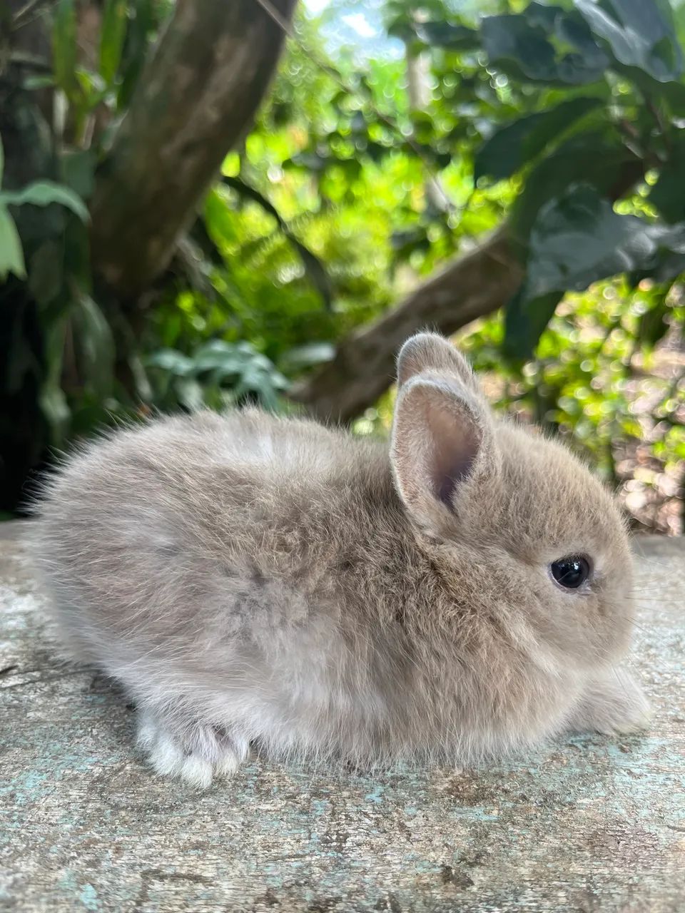 Mini coelho Netherland Padrão Pet  - Foto 4