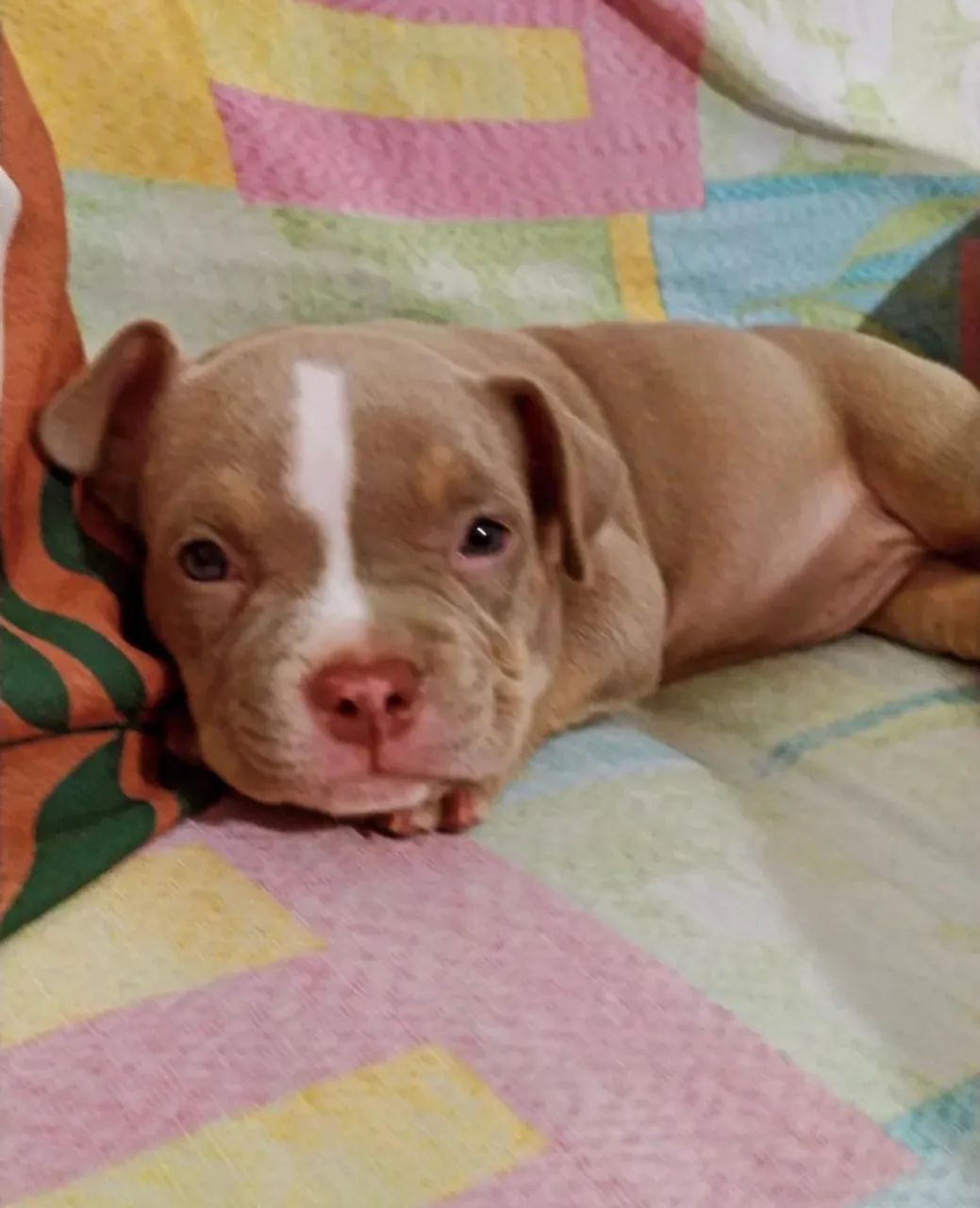 American bully micro filhote 