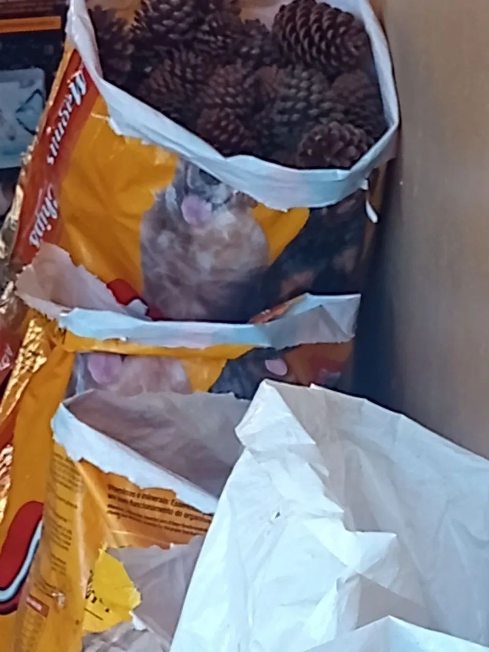 pinha  - Foto 4