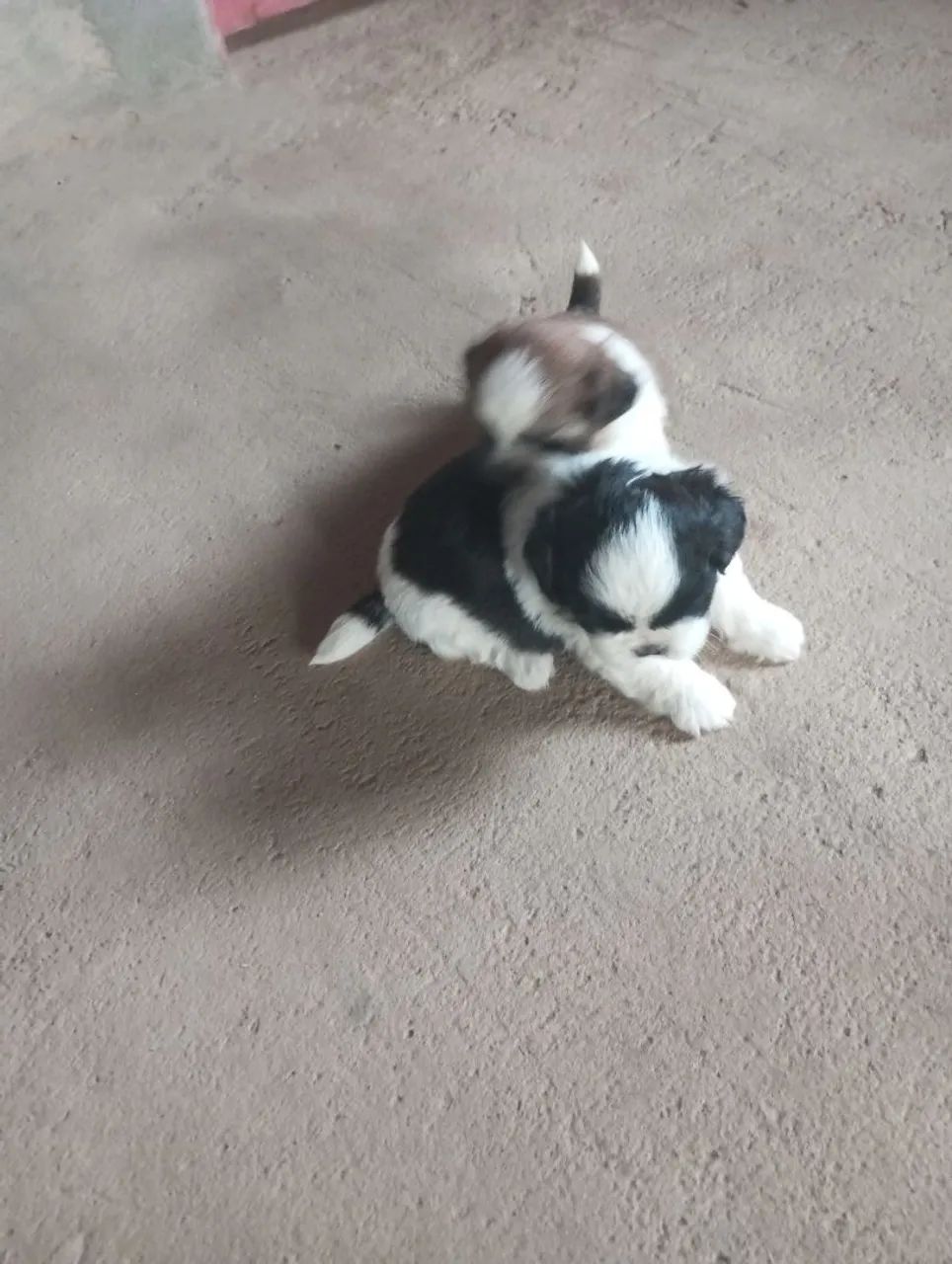 Vendo cachorro Shitzu  - Foto 2