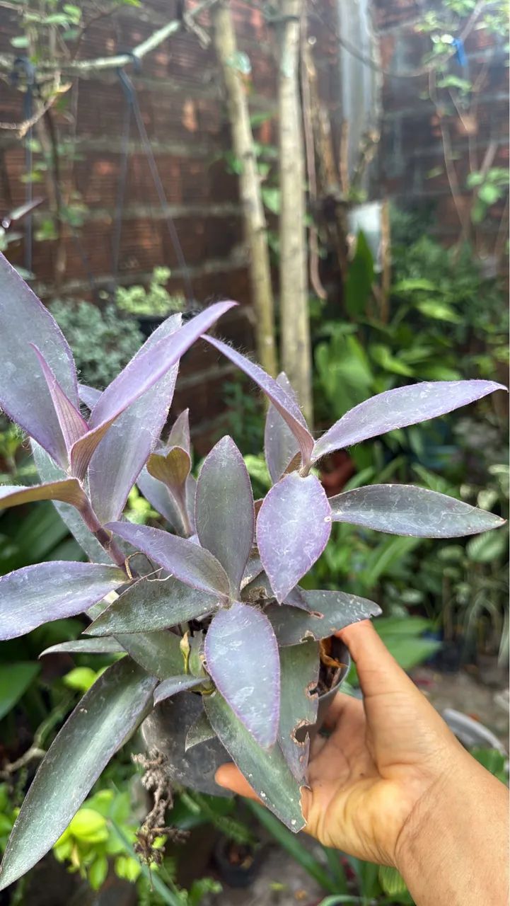 Plantas - Foto 2