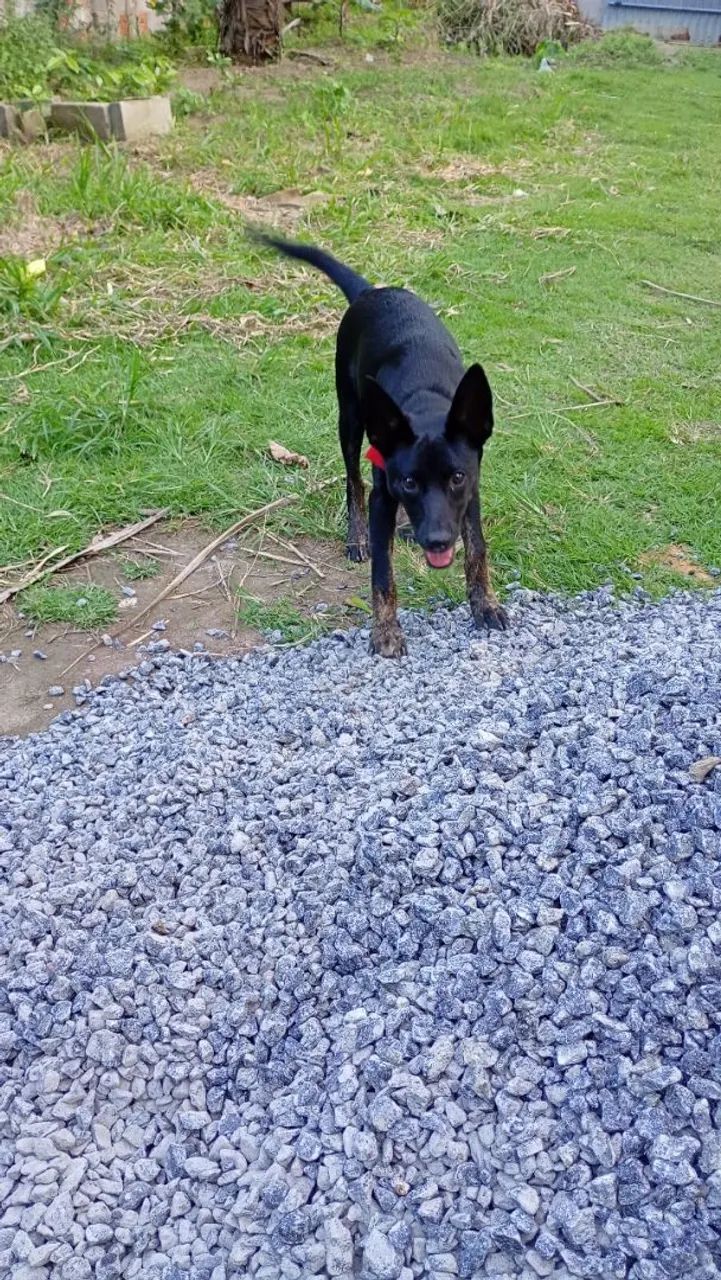 Doação de cachorro. - Foto 4