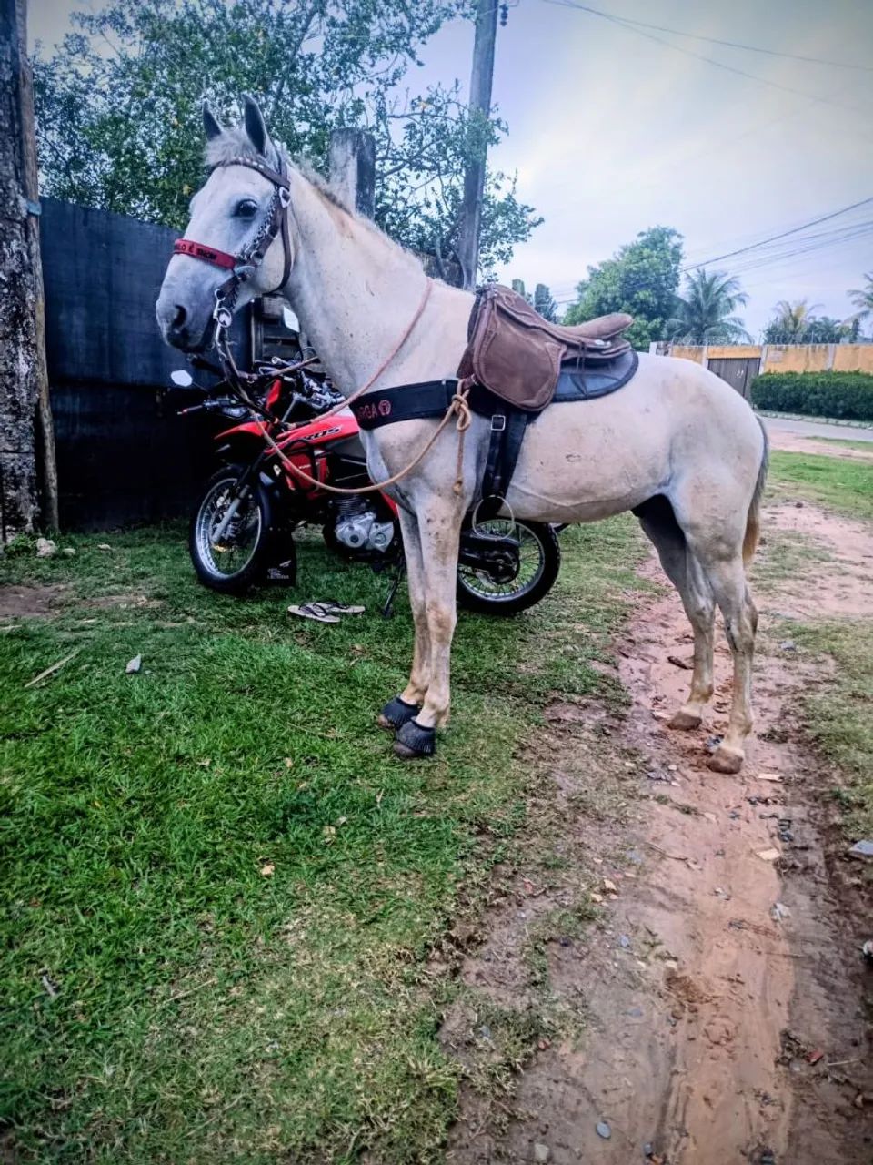 Cavalo inteiro vendo ou troco  