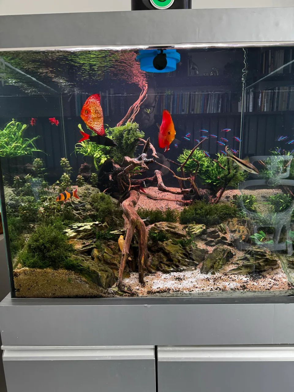 Aquário Completo  - Foto 2