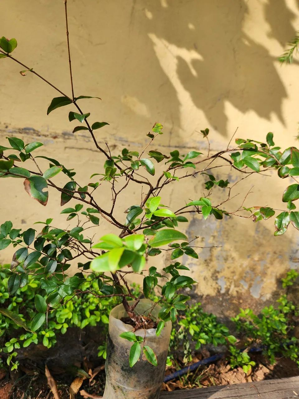Muda de Jabuticaba  - Foto 3