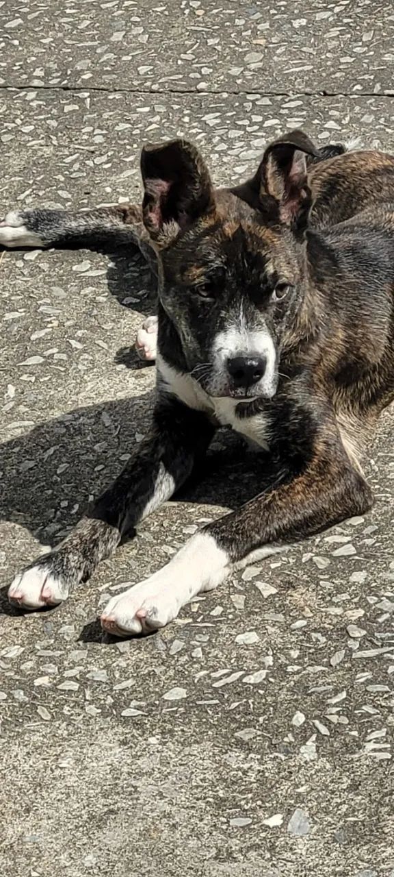 Dou-se cachorro  - Foto 3