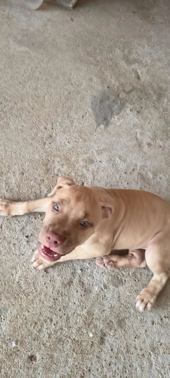 Vendo Pitbull  - Foto 5