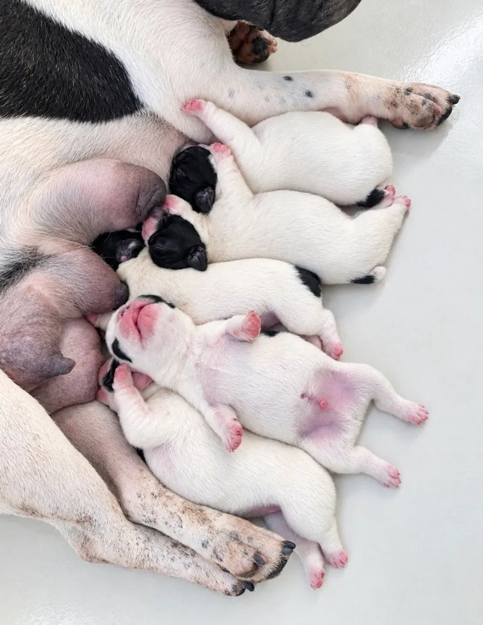 Filhotes Buldogue Francês 
