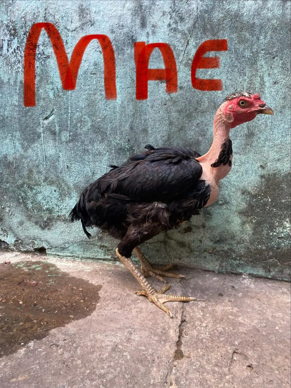 Frango mestiço de Brahma com caipira - Foto 4