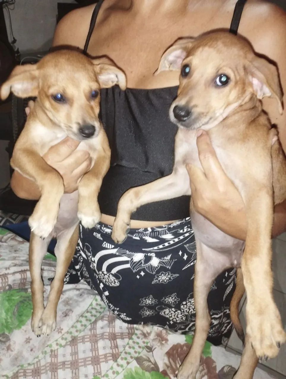 Cachorras - Foto 3