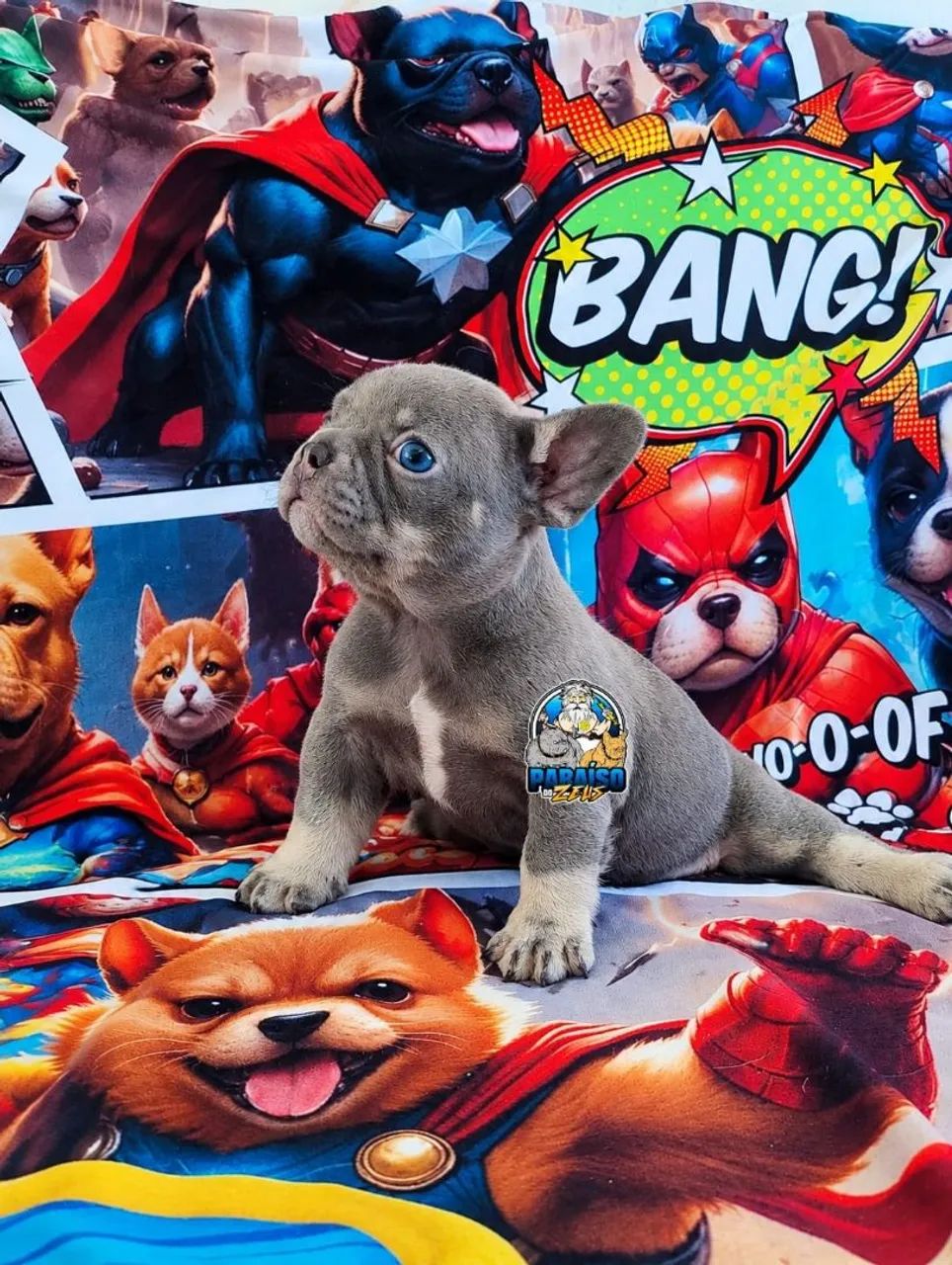 Bulldog Francês  - Foto 3