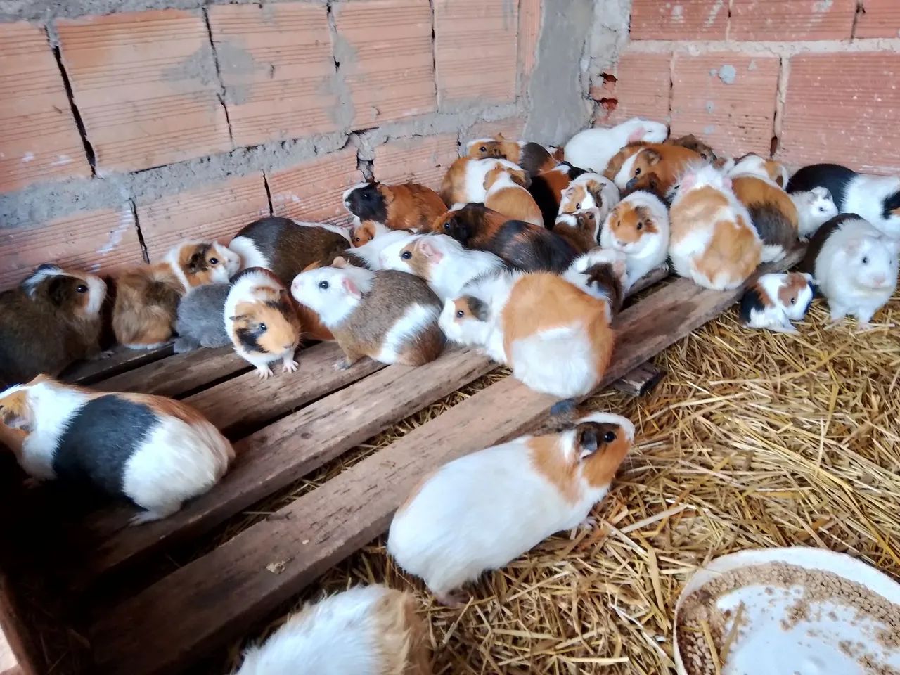 PORQUINHO DA ÍNDIA  - Foto 3