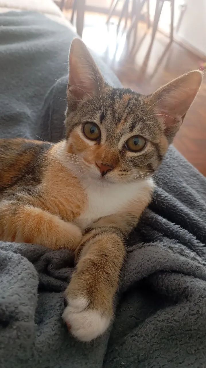 Gata para doação 