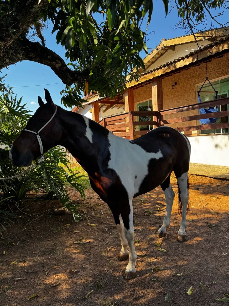 Cavalo  - Foto 6