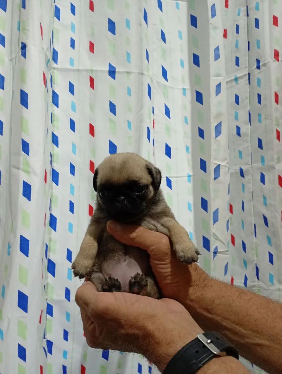 Vendo Pug 