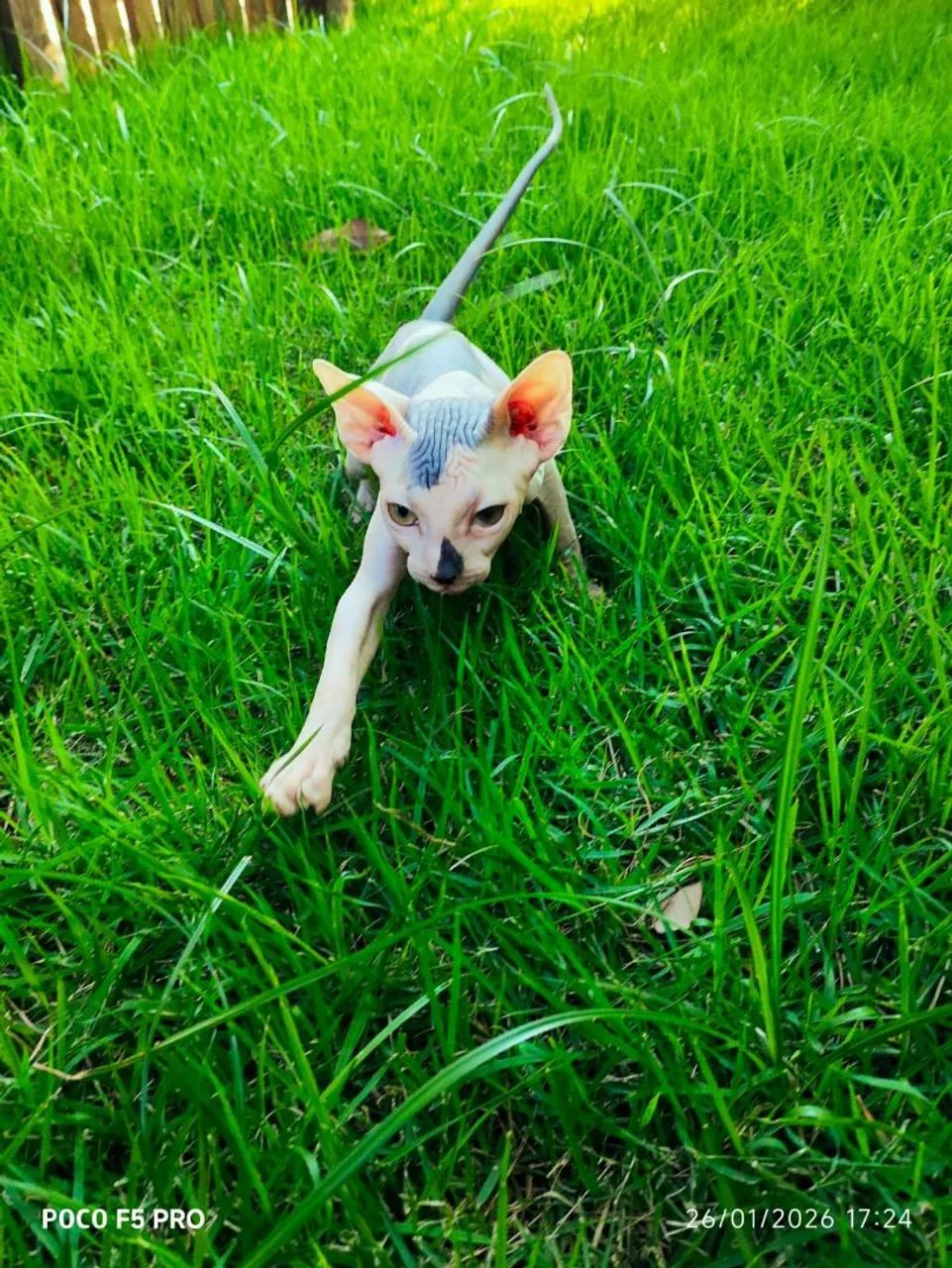 Sphynx machos - Foto 4