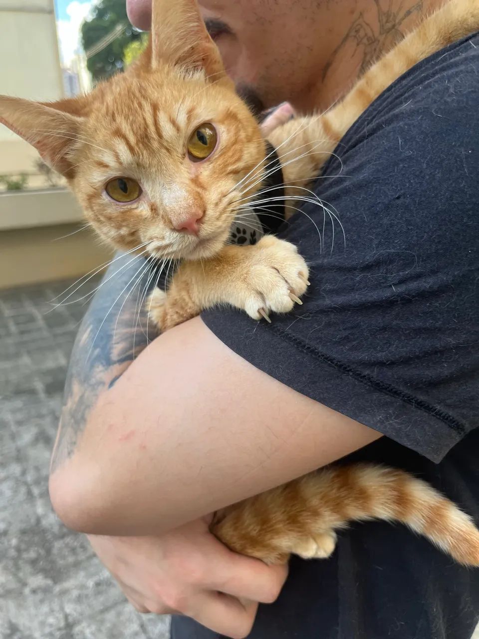 Gato laranja para doação - Foto 2