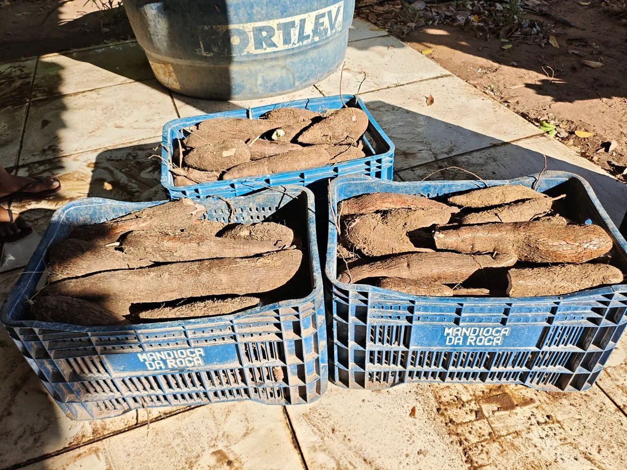 Mandioca na Casca - Caixa 30kg