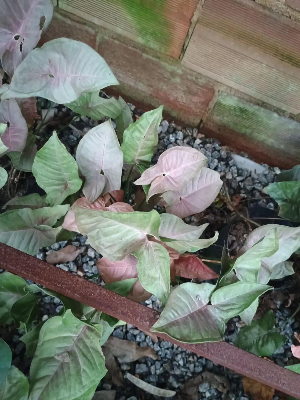 Vendemos plantas  - Foto 5