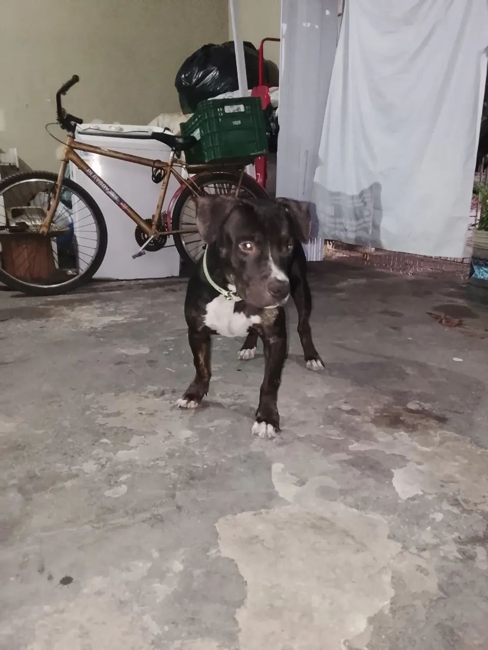 Pit Bull  - Foto 4