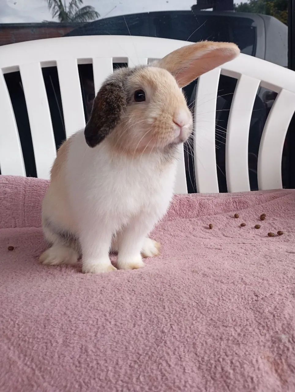 Mini Lop macho - Foto 5