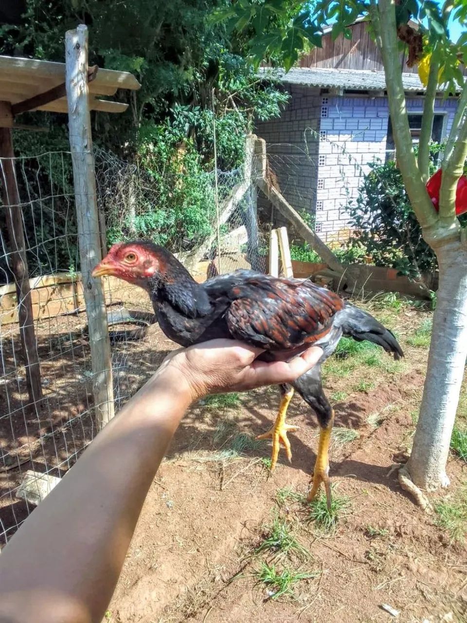 Frangos 