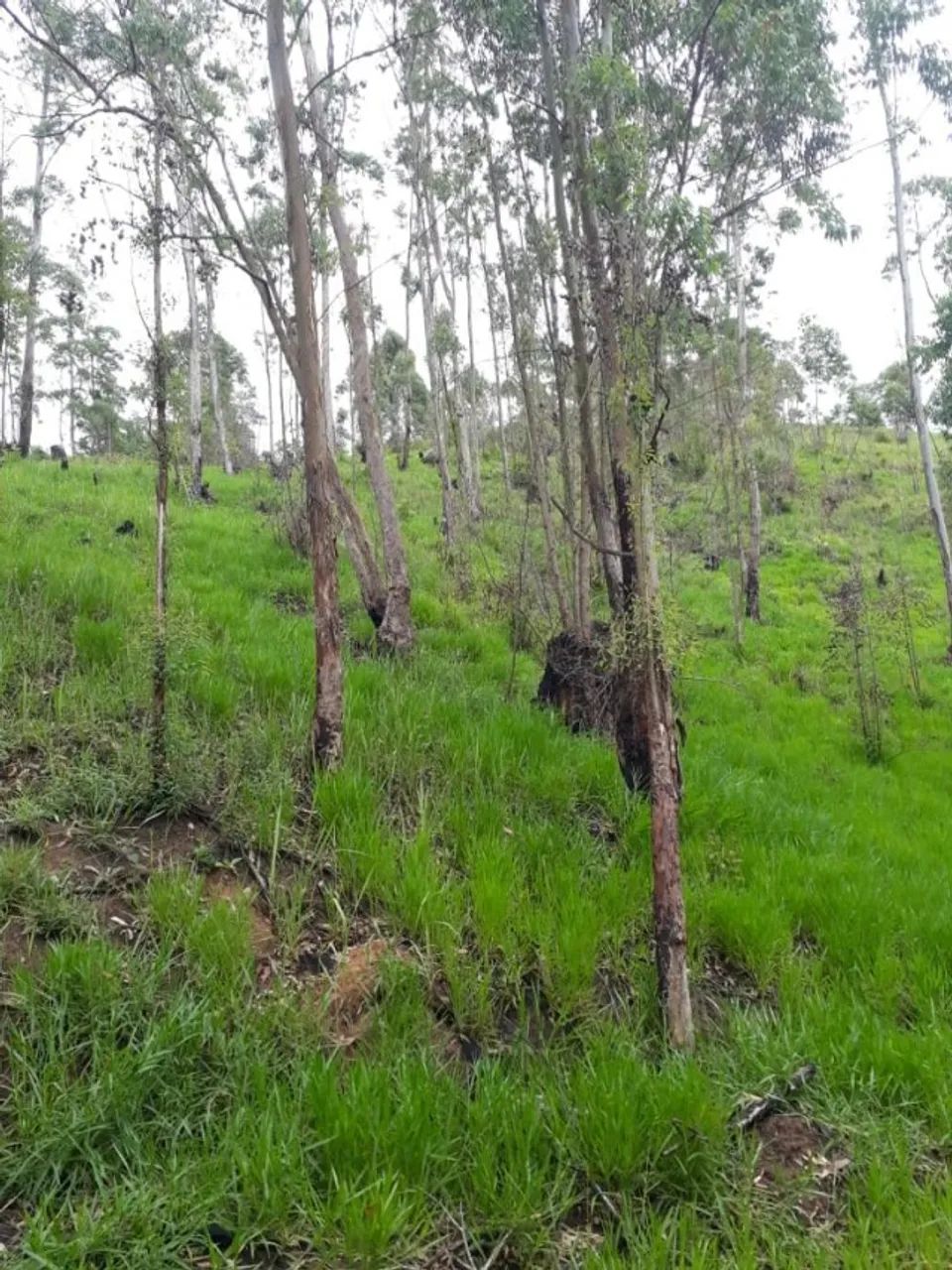 Terreno com 4000m2 próximo a rota do vinho com documentação - Foto 7