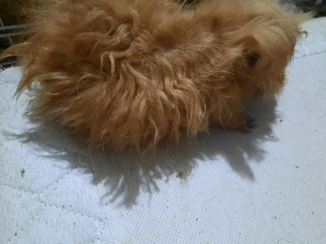 Porquinho da índia raça Alpaca - Foto 4