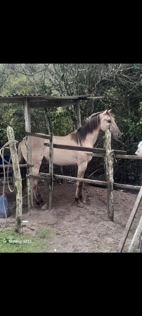Porda bem mestiça de Quarto de Milha pra vender novinha sem muda nenhuma  - Foto 2