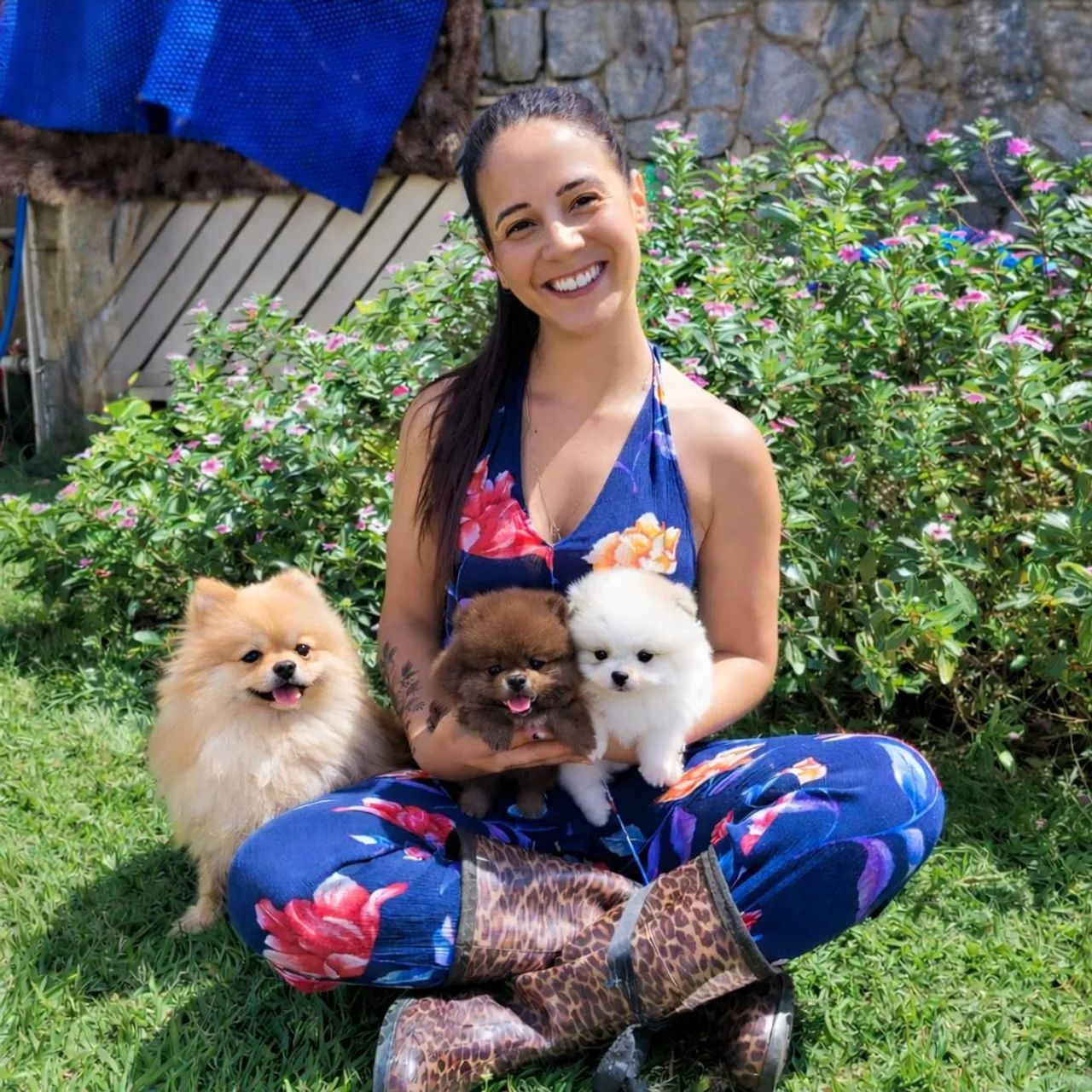 Filhotes de Spitz Alemão anão (Lulu da Pomerânia) - venda permanente - Foto 2