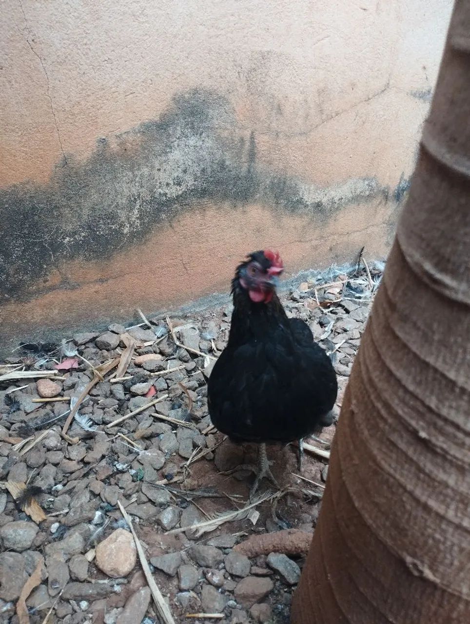 Garnize sura de ovos azuis  - Foto 4